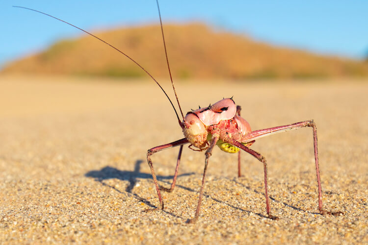 namibia botswana photo tour example 32